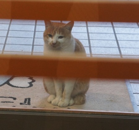 今板温泉湯本舘の看板猫…チャー