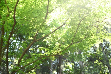 旅館の窓から見える緑の景色