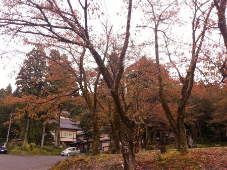 色づいてきた今板温泉