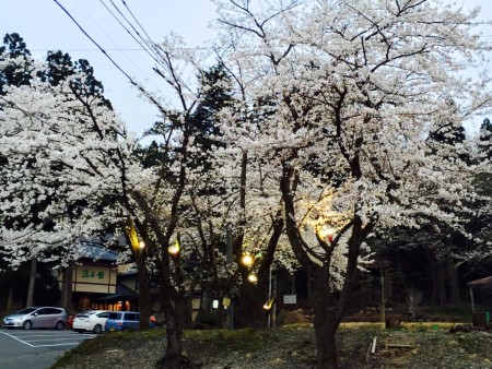 桜にライトアップ