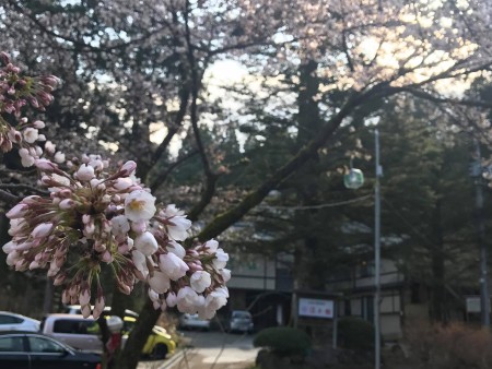 桜1