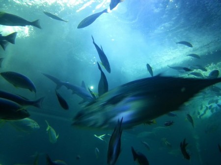 新潟のj観光水族館といったらマリンピア日本海