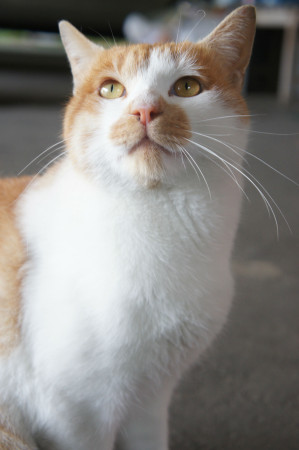 今板温泉湯本舘の看板猫…チャー