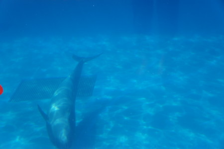 新潟のj観光水族館といったらマリンピア日本海