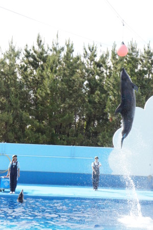新潟のj観光水族館といったらマリンピア日本海