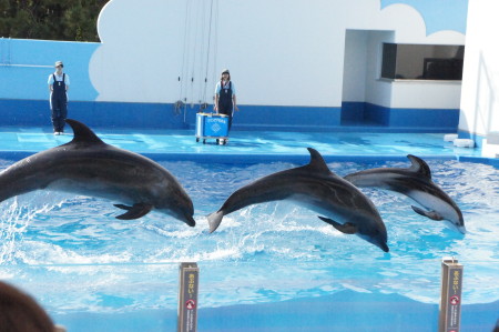 新潟のj観光水族館といったらマリンピア日本海