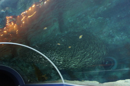新潟のj観光水族館といったらマリンピア日本海