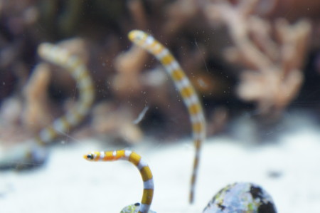新潟のj観光水族館といったらマリンピア日本海