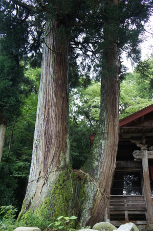 今板温泉・お薬師様の隣にある御神木夫婦杉