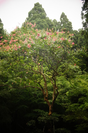 新潟今板温泉の大きな百日紅の樹木