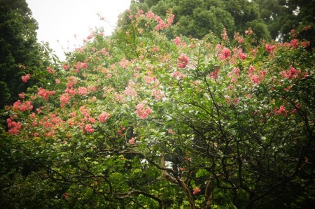 新潟今板温泉の大きな百日紅の樹木