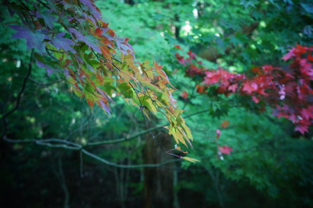 局地的に紅葉ww