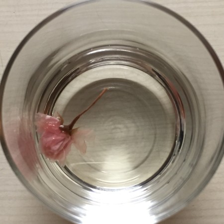 朝日酒造 越州 桜日和