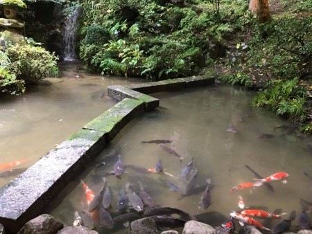 鯉の池