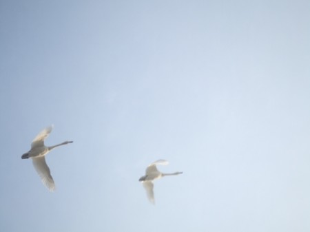 阿賀野市・瓢湖の白鳥見学ツアー