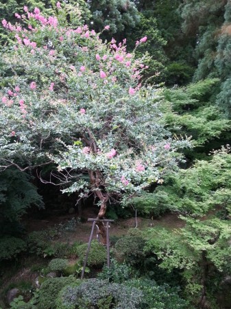 湯本舘の庭にある樹齢200年の百日紅さるすべりの木