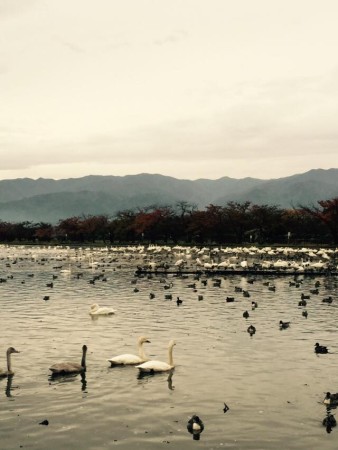 瓢湖の白鳥