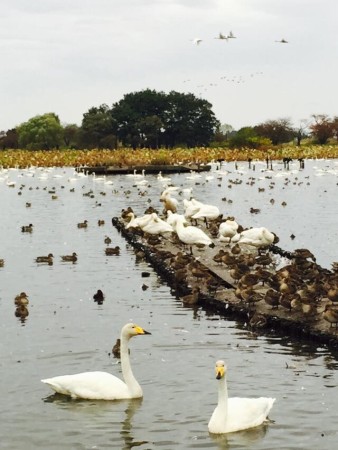 瓢湖の白鳥たち