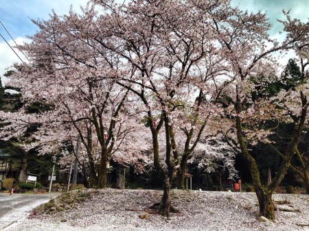 sakura　桜散り始め　桜の絨毯　新潟